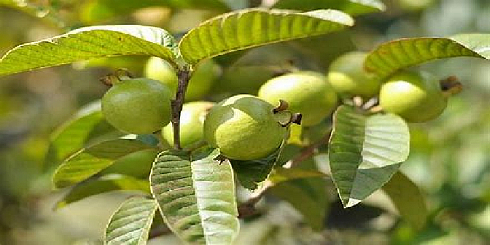 Guava