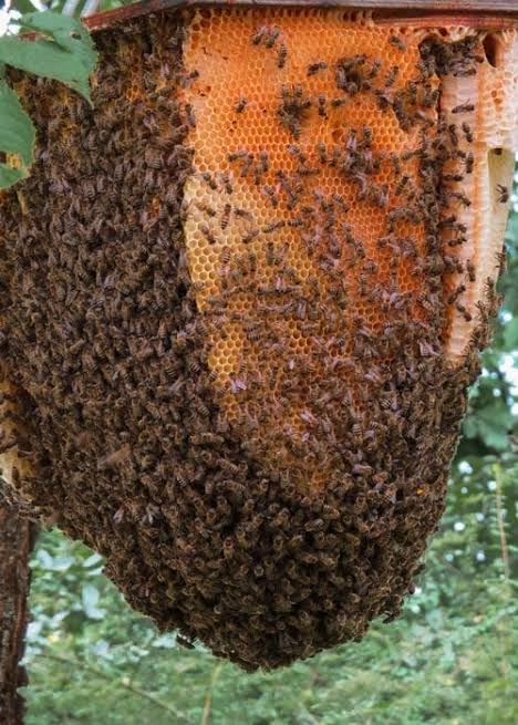 honeybee comb 