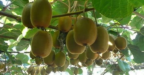 kiwi fruits