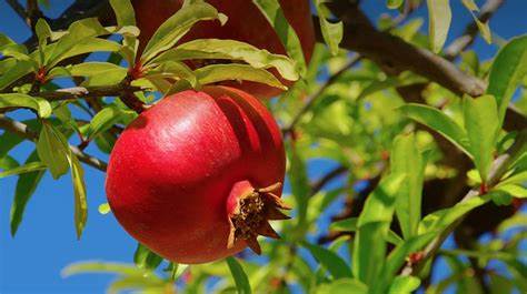  Benefits of Pomegranates