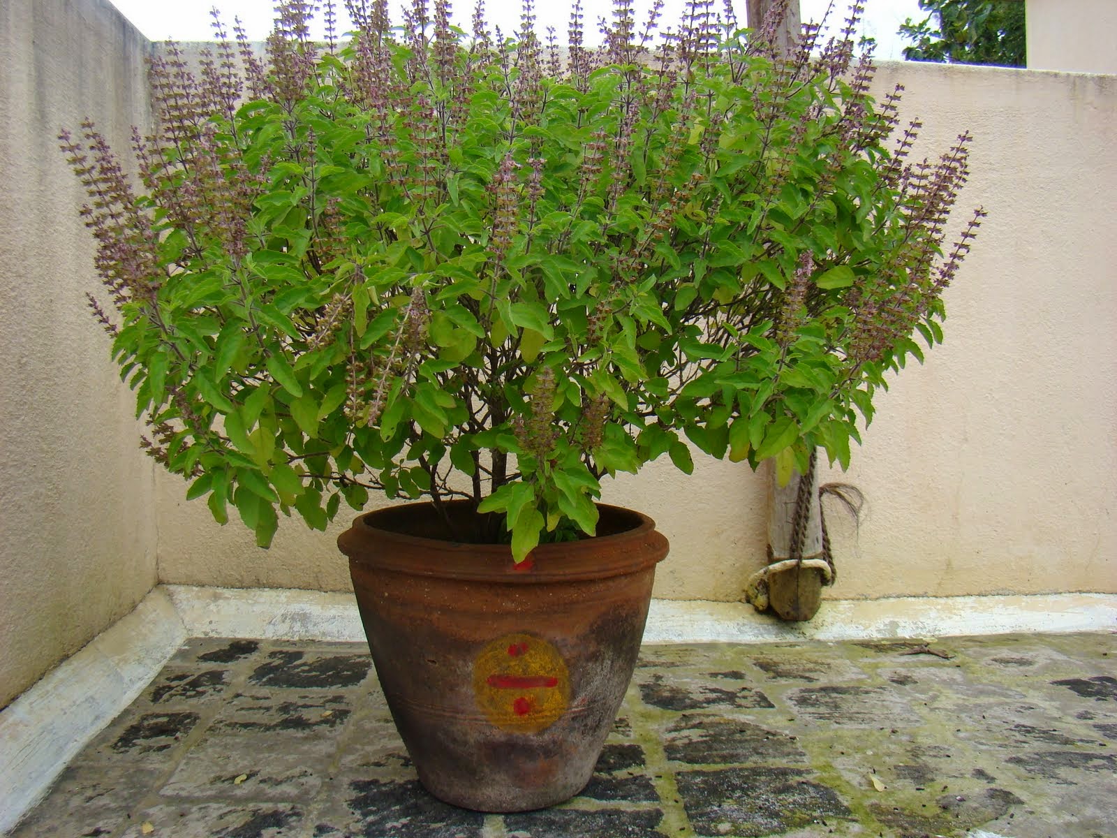 Health benefits of Tulsi basil 