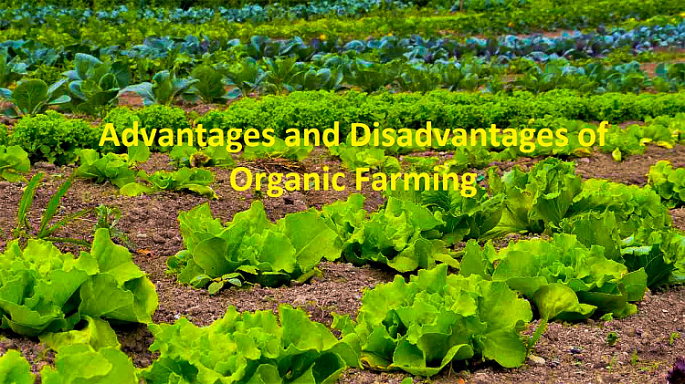 Organic Farming And Its Advantage And Disadvantage