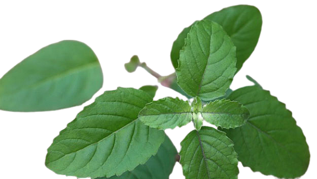 Basil Tea For Dengue