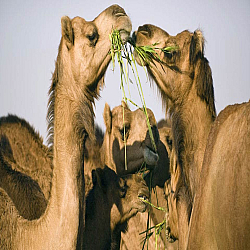 Bikaner National Centre on Camel