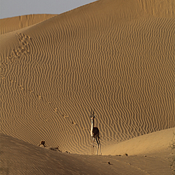 Desert National Park Jaisalmer