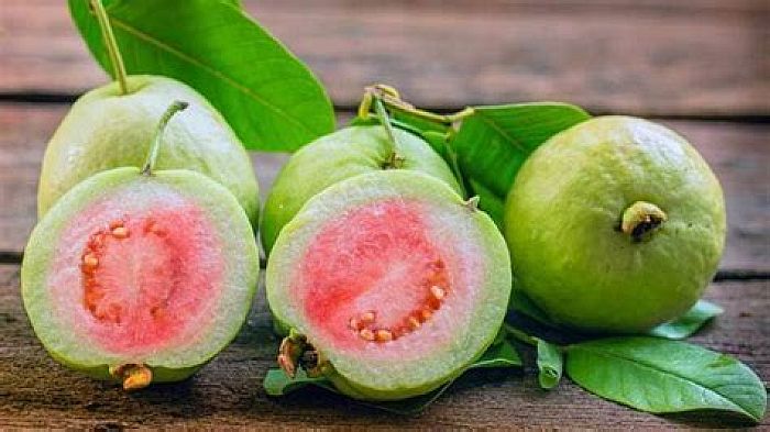 Guava Fruit