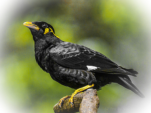 State Bird of Meghalaya