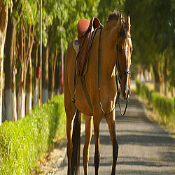 Horse Ecotourism Bikaner