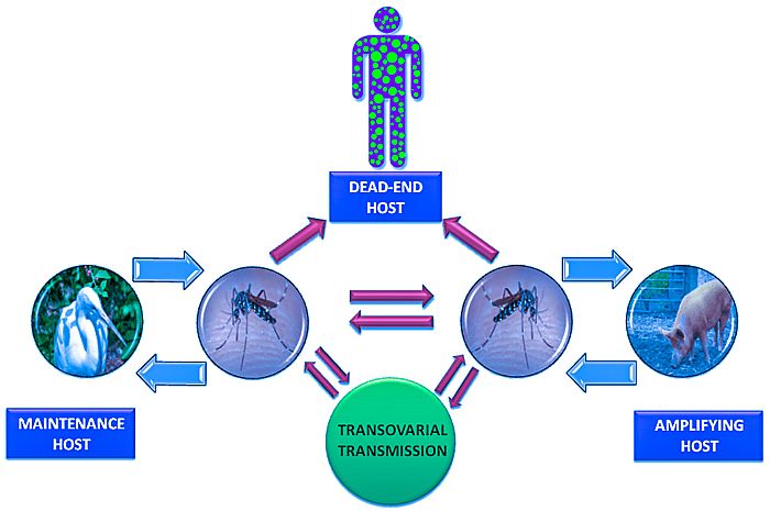 JE Virus 