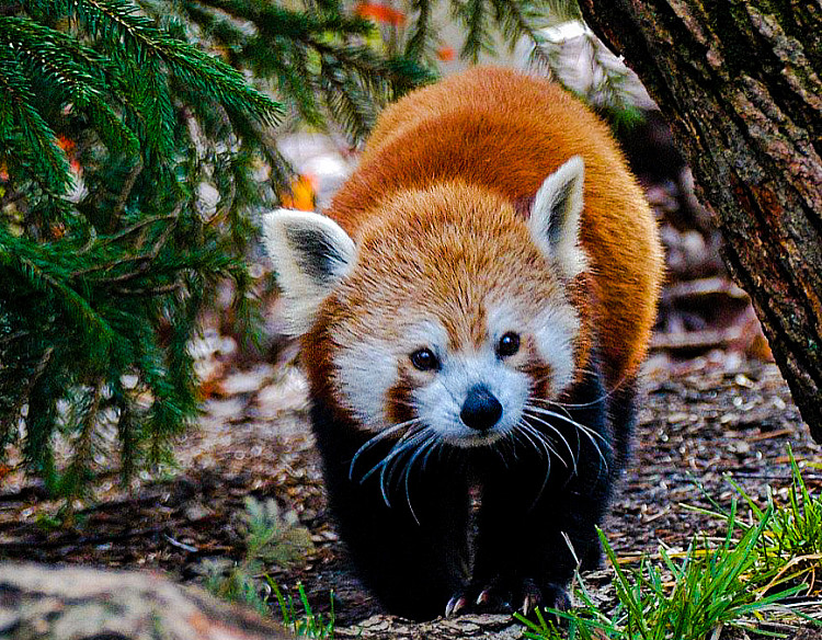 State Animal of Sikkim