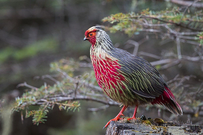 State Bird of Sikkim