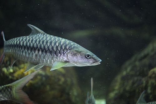 State Fish of Arunachal Pradesh