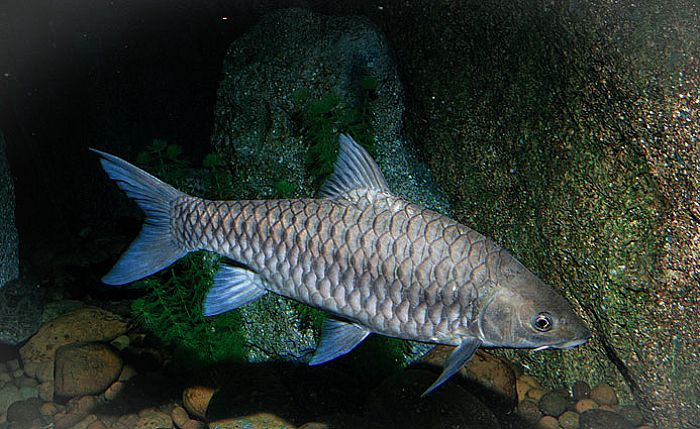 State Fish of Orissa