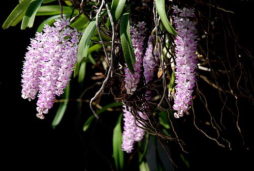 State Flower of Arunachal Pradesh