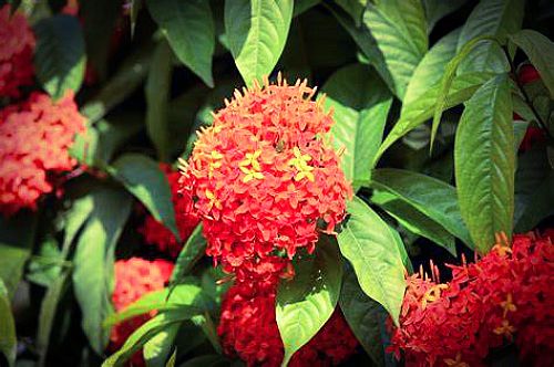 State Flower of Orissa