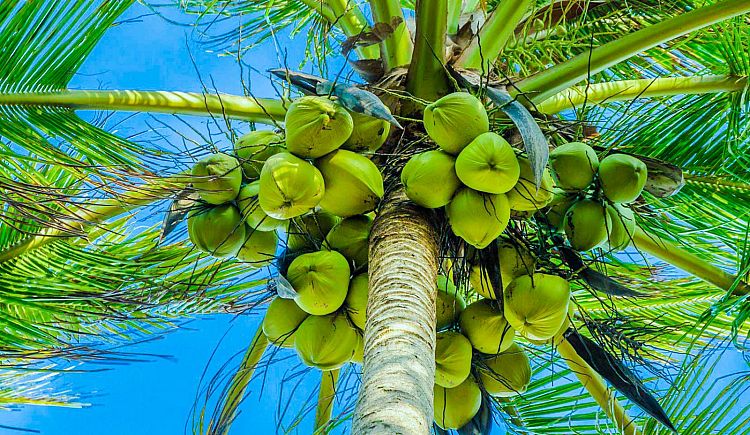 Coconut Health Benefits