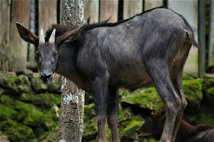 State Animal of Mizoram