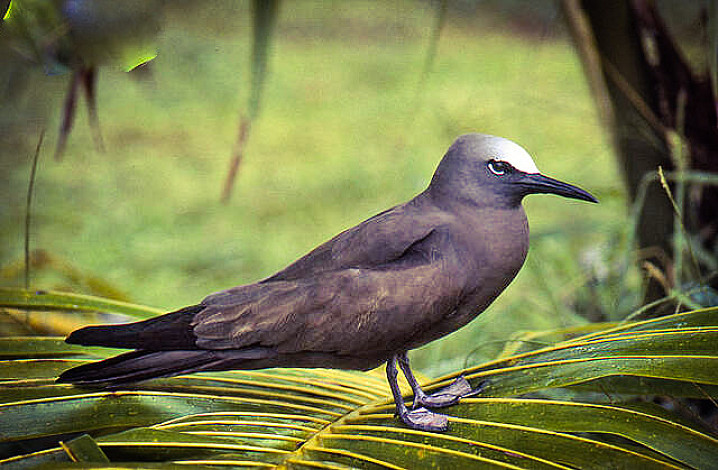 State-Bird-of-Lakshadweep