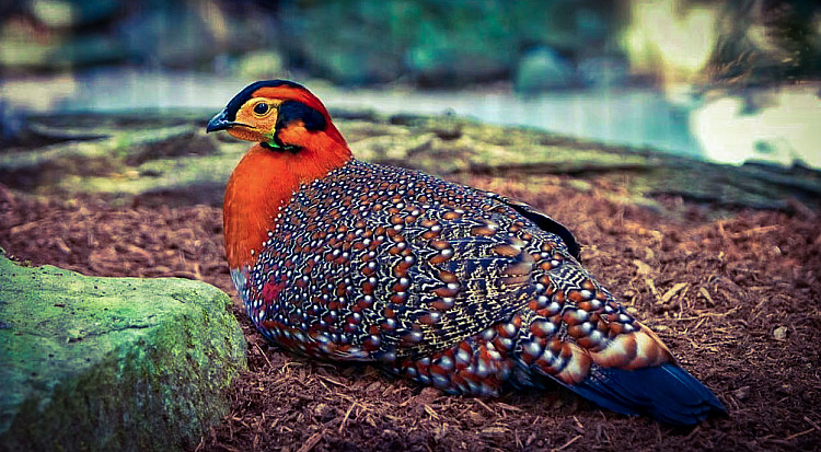 State-Bird-of-Nagaland