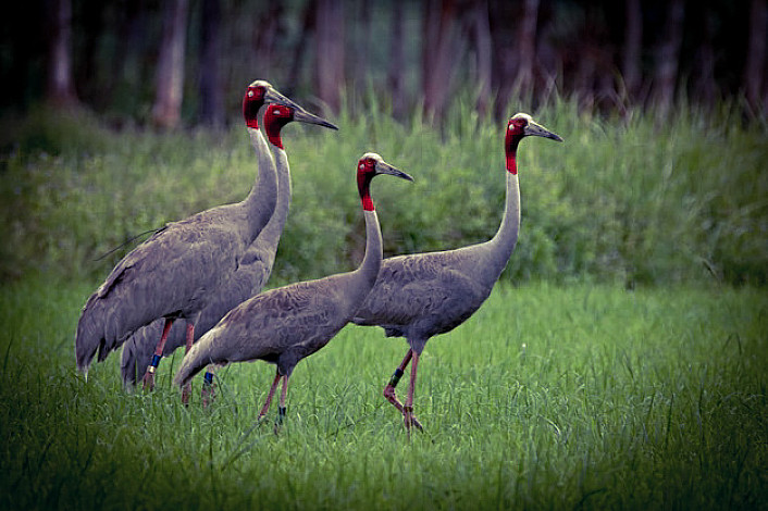 State-Bird-of-Uttar-Pradesh