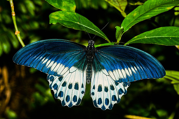 State-Butterfly-of-Maharashtra