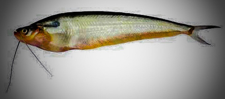 State-Fish-of-Tripura