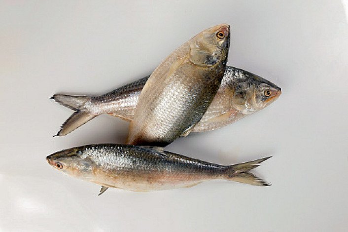 State-Fish-of-West-Bengal