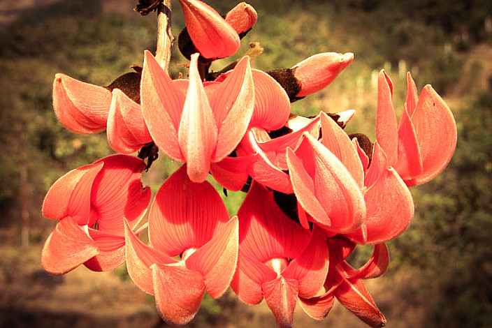 State-Flower-of-Chandigarh