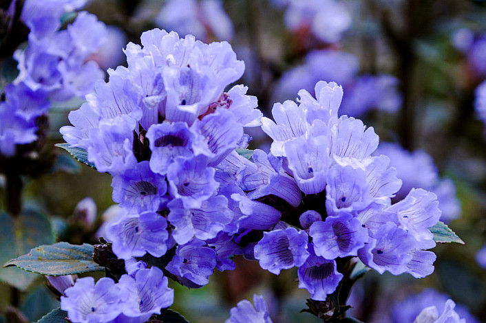 State-Flower-of-Lakshadweep