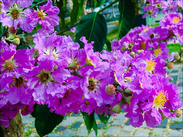 State-Flower-of-Maharashtra