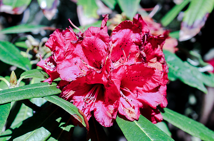 State-Flower-of-Nagaland