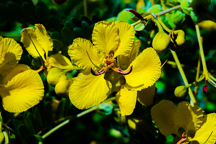 State-Flower-of-Telangana