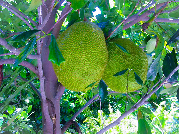 State-Fruit-of-Kerala