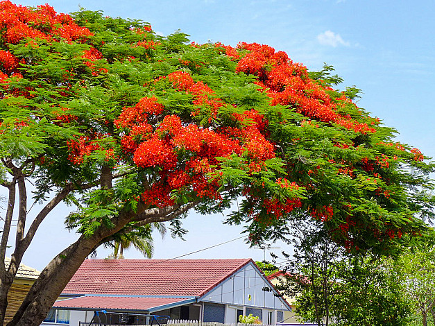 State-Tree-of-Delhi