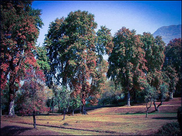 State-Tree-of-Jammu-and-Kashmir