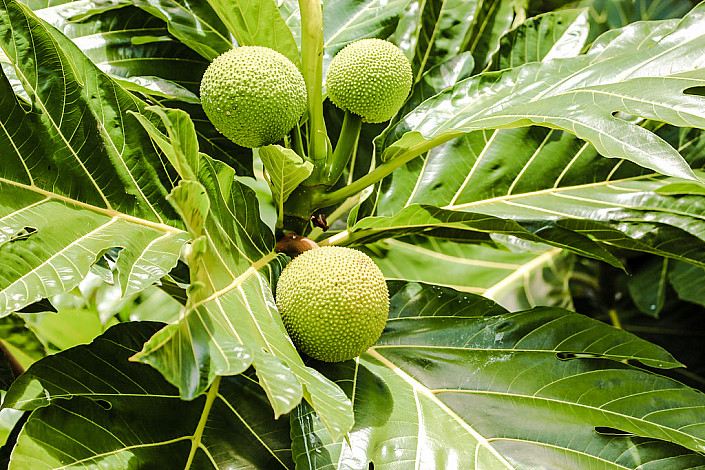 State-Tree-of-Lakshadweep