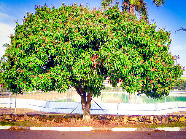 State-Tree-of-Maharashtra