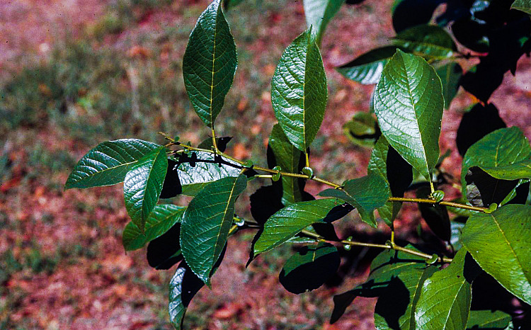 State-Tree-of-Nagaland