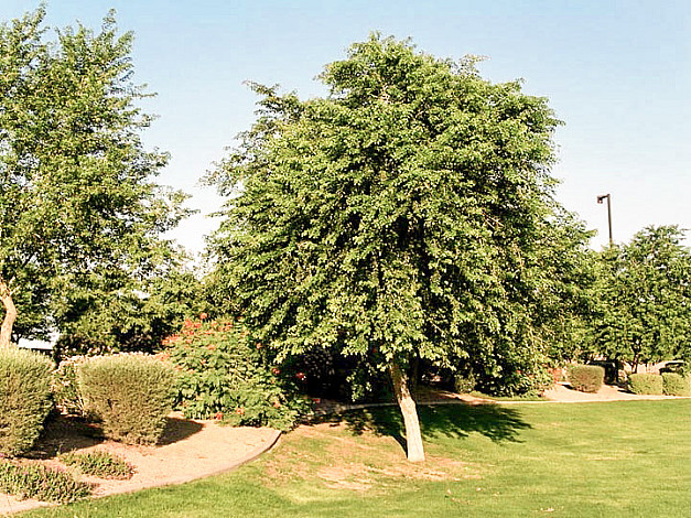 State-Tree-of-Punjab