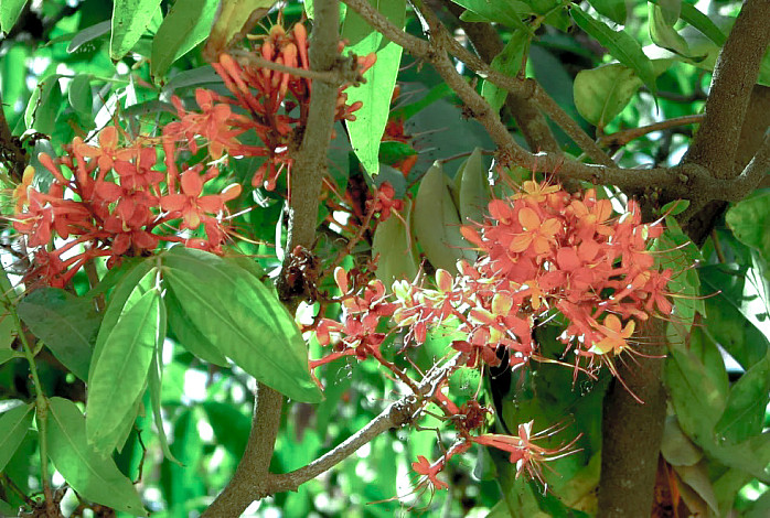 State-Tree-of-Uttar-Pradesh