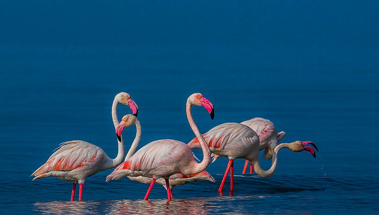 gujarat-Greater-Flamingo