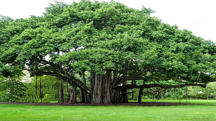 gujarat-banyan-tree