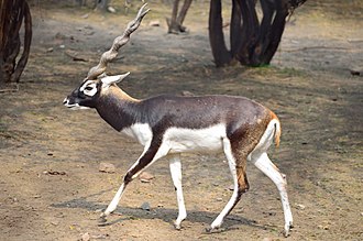 State Animal of Andhra Pradesh