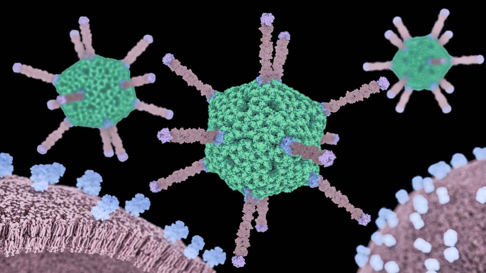 Adenovirus