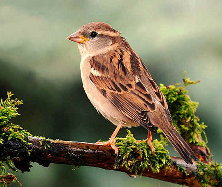 State Bird of Bihar