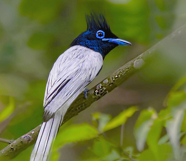 State Bird of Madhya Pradesh