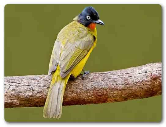 State Bird of Goa