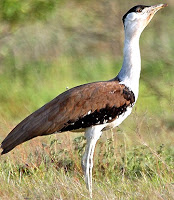 State Bird of Rajasthan