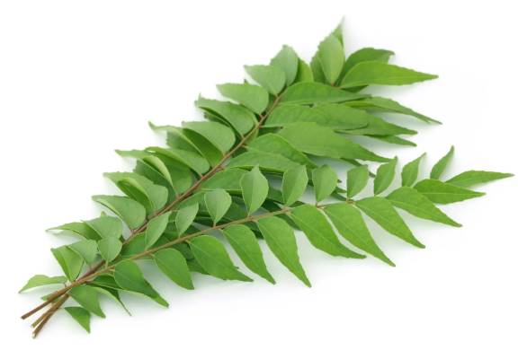 Health Benefits and nutritional facts of Curry Leaves