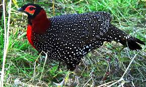 State Bird of Chhattisgarh